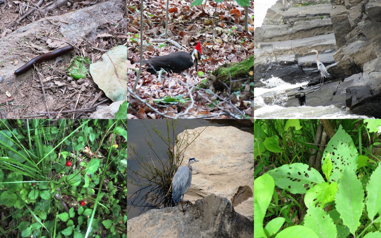 I spot wild birds, worms and berries along the way..