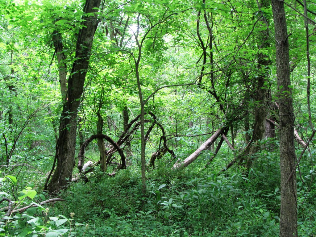 I spot some abstract art piece in the woods...