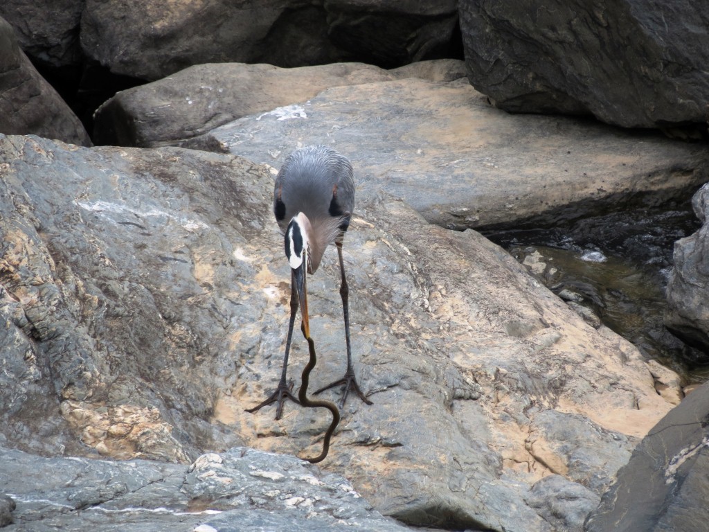 Sea gull with his pray