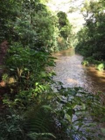 Wailua river coast along the trail