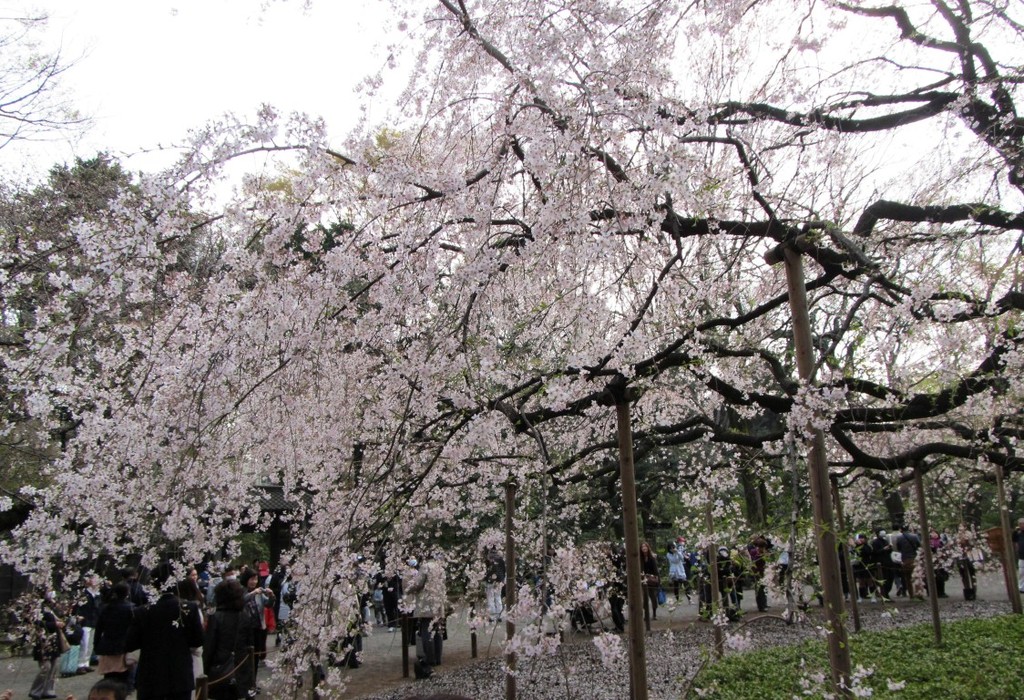Leaning tree of cherry blossoms