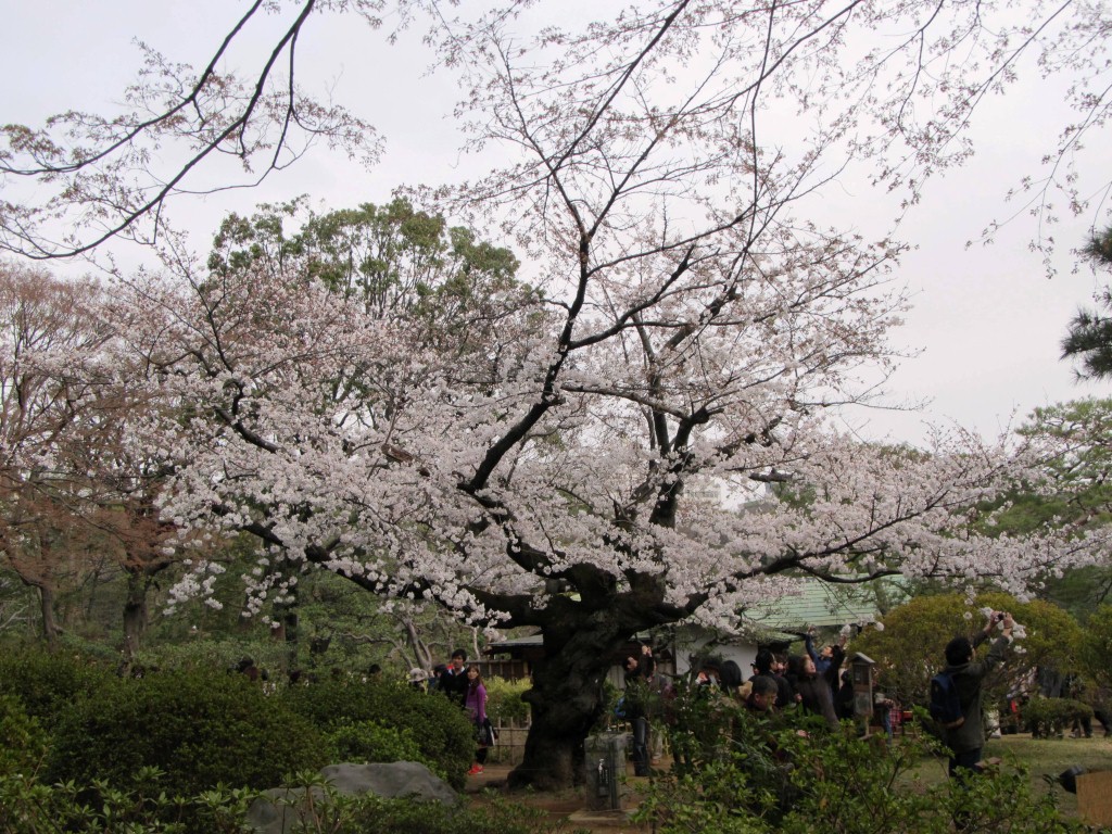 Magnificent tree!
