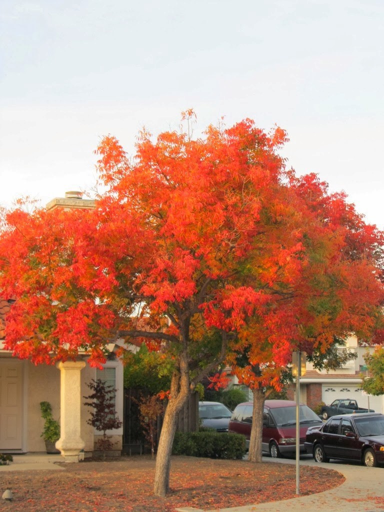 Another neighbor's tree who lives right across our house!