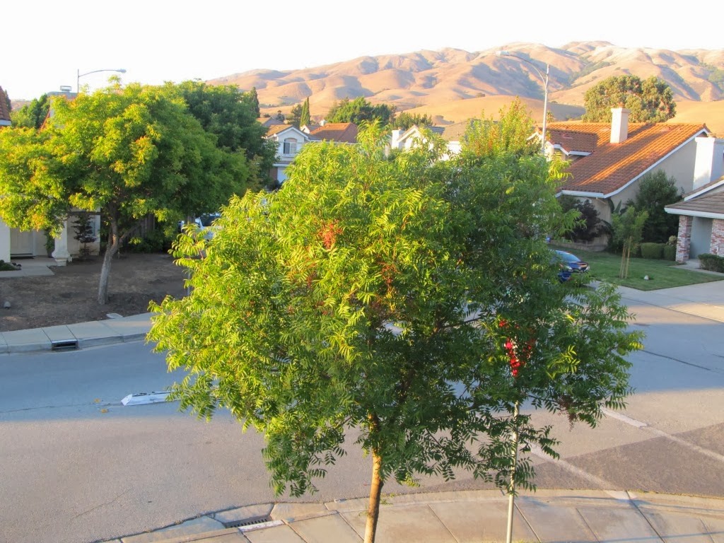 The tree had just begun to change colors