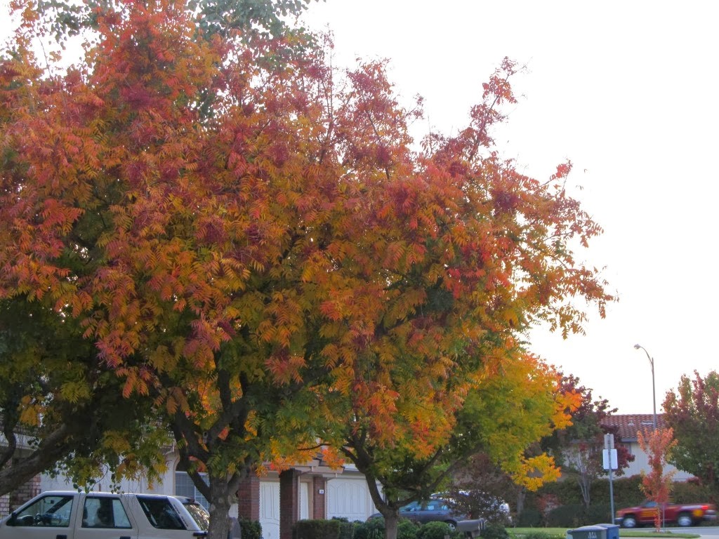 Neighbors tree!