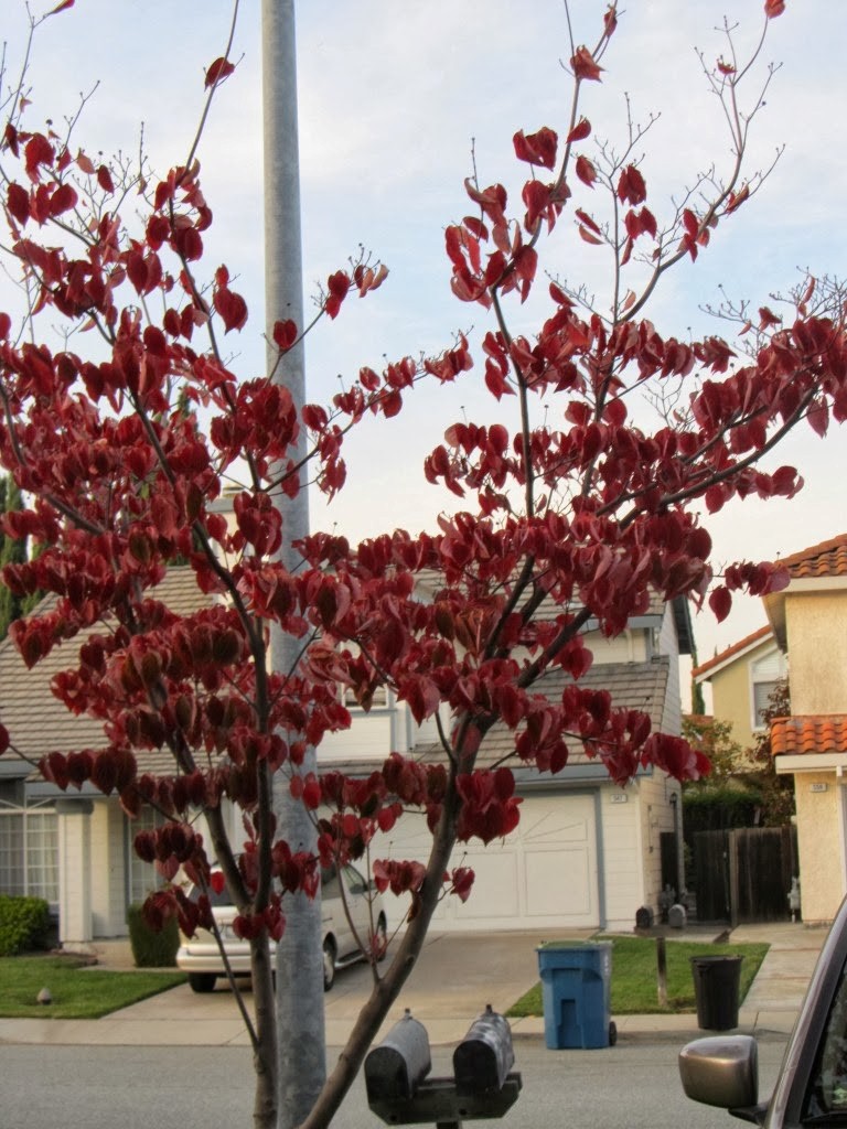Another tree in our front-yard