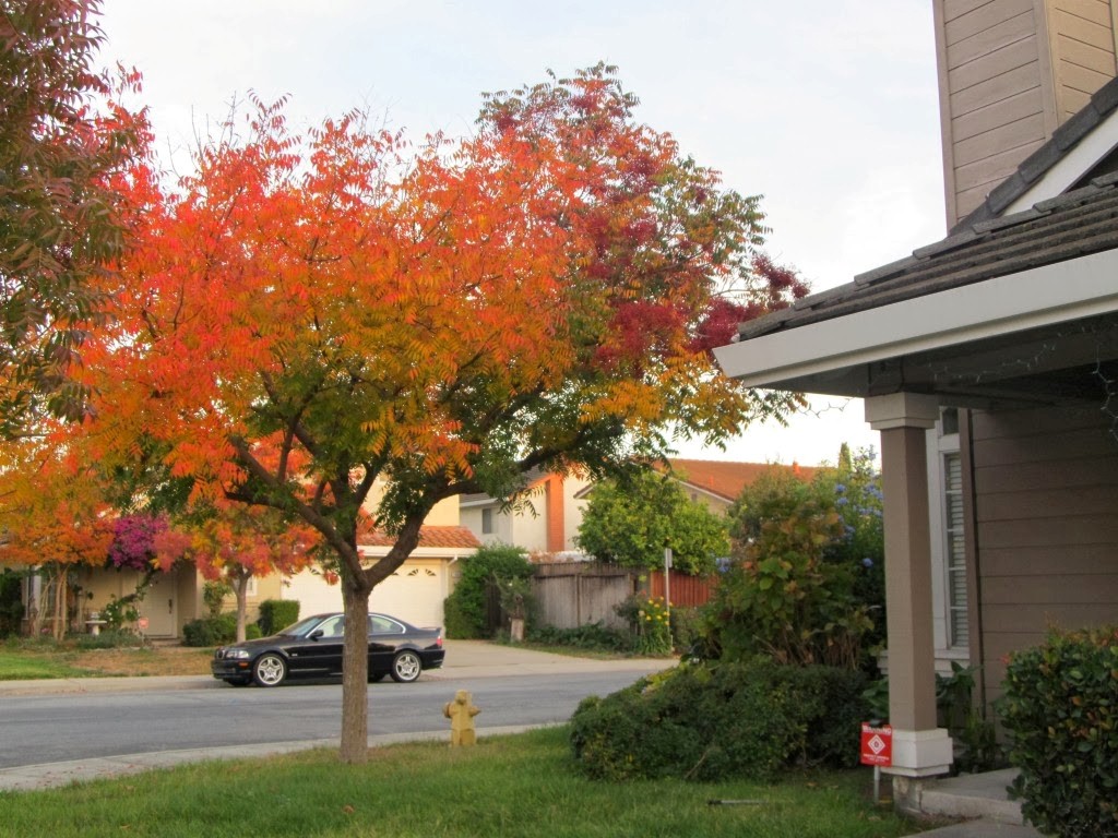 Finally the tree changed the colors of its leaves