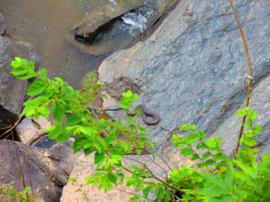I spot another snake..
