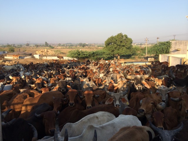 Palashri in Rajkot where every sunday several of cows are fed food from donated money