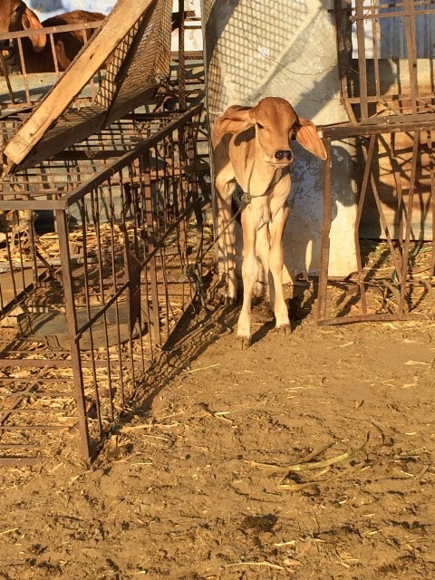 A newborn calf 