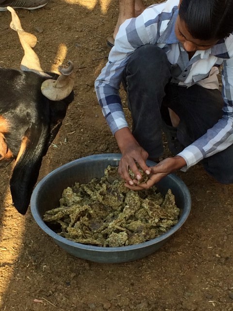 A young man feeding the goat. He comes there every sunday and takes pride in his job