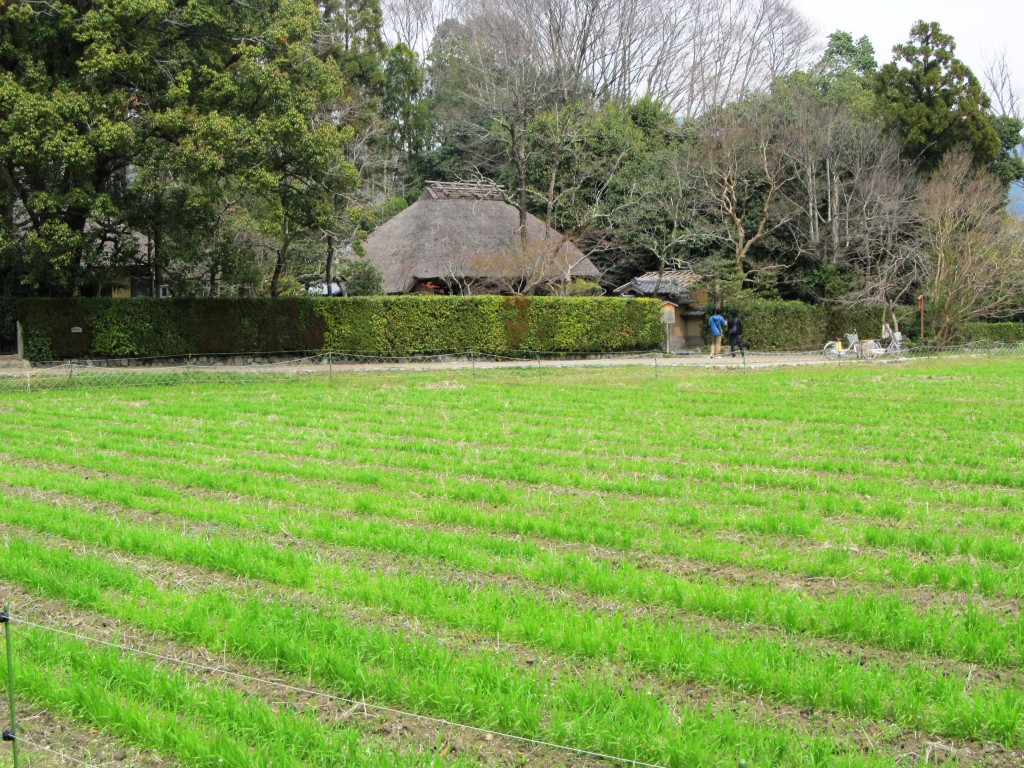 Lush green paddy fields