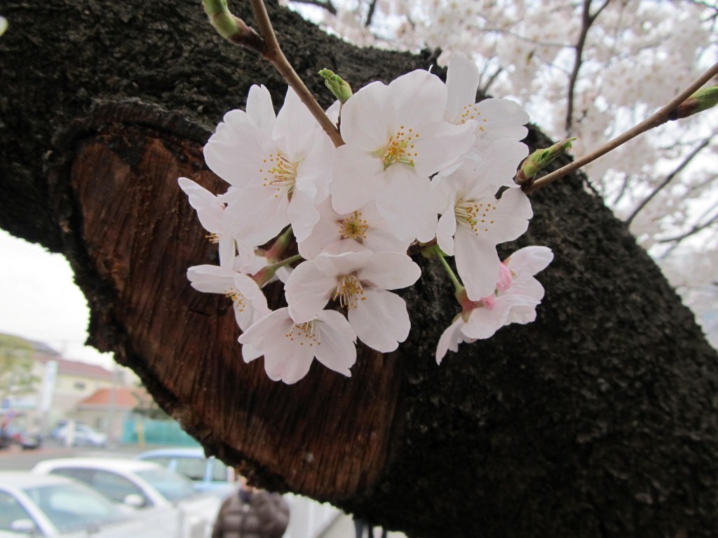 Cherry blossoms sprouting from tree trunk!