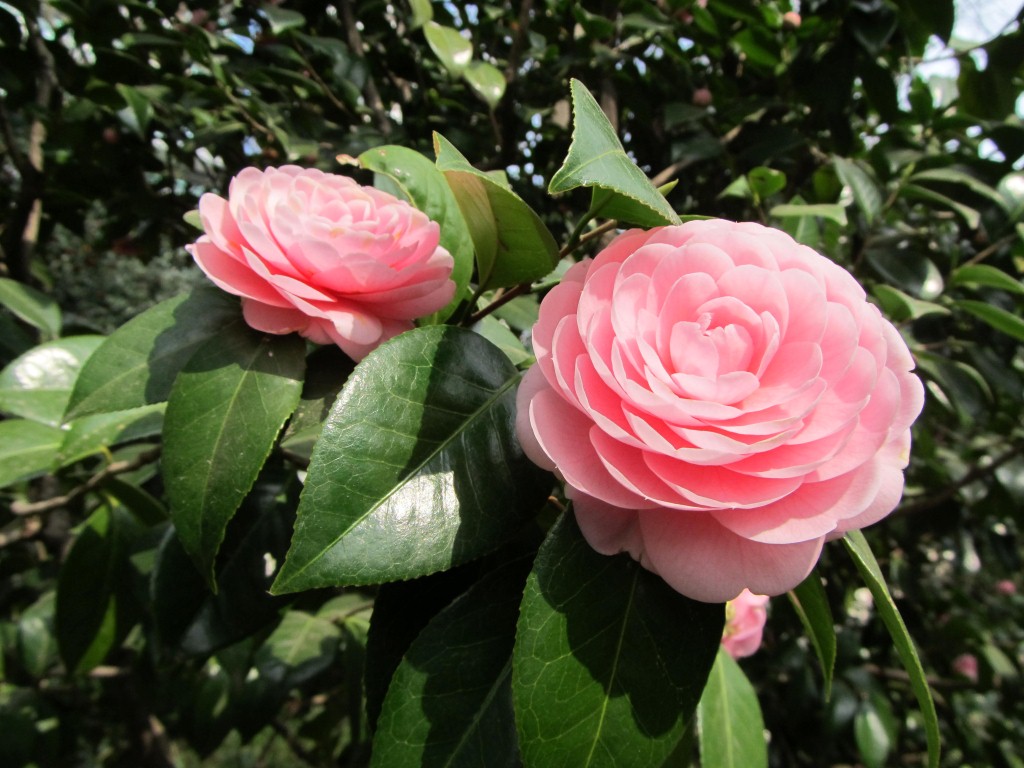 Japanese roses, they look so different from the ones I have seen in India and US