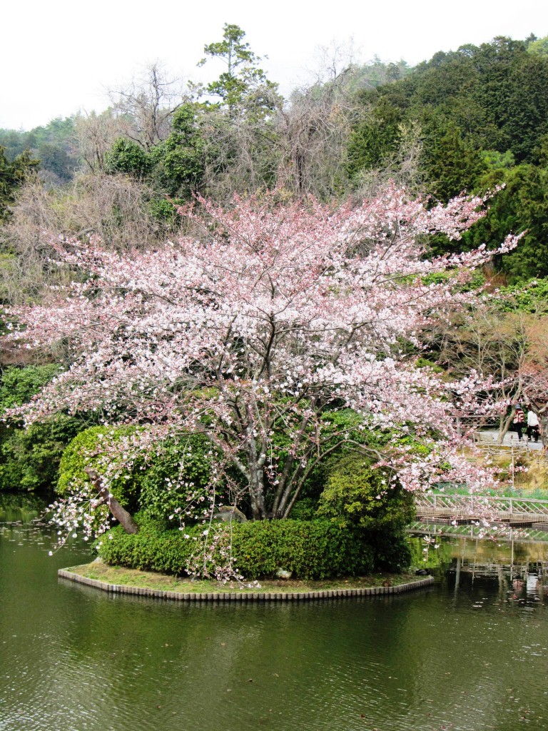 Can't get enough of clicking these beautiful blossoms...