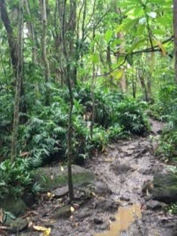 Dirty mucky trail
