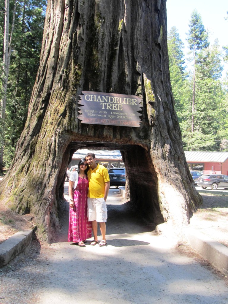 The very famous drive through tree, the width is big enough for a car to pass through! The tree age is estimated to be 2400 years! Pretty awesome, isn't it?