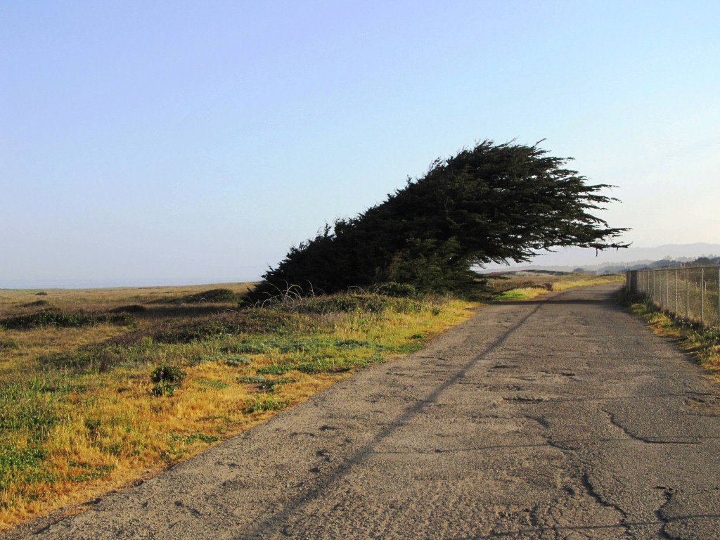 Love this lonely tree!