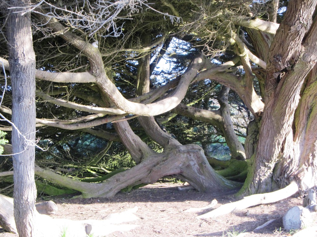 Nature's abstract art!