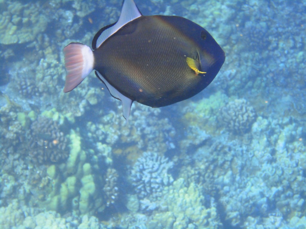 Spotted another one, I need to find out their species
