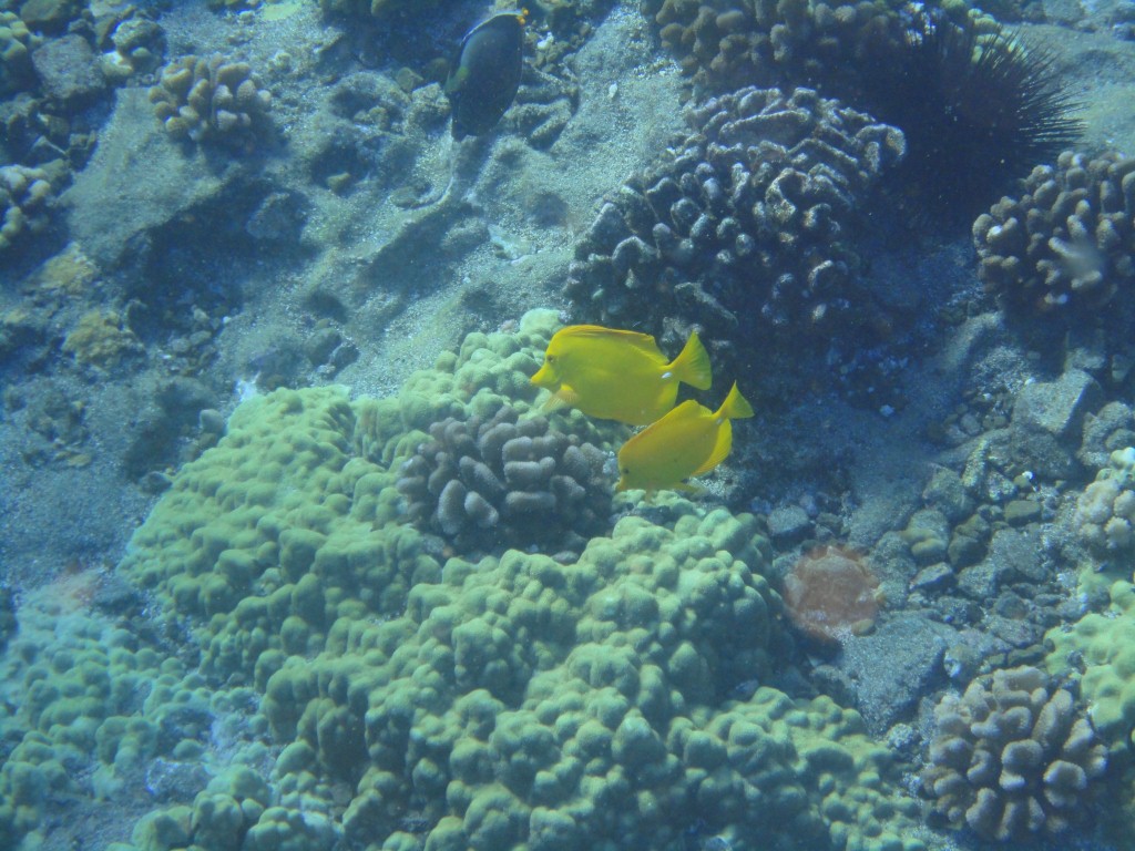 More fishes, totally worth the experience!