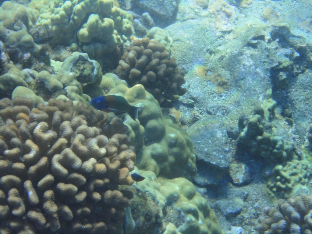 Coral underwater although they look like small rocks they are actual living species