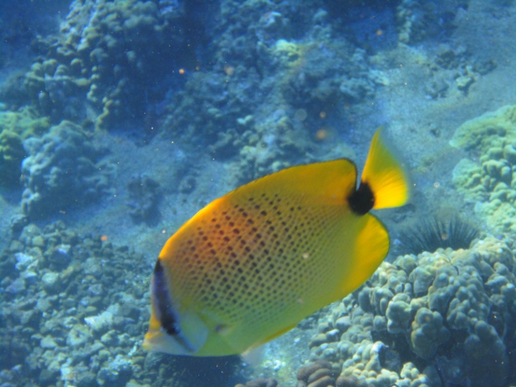 So happy to spot this fish and swim along with it