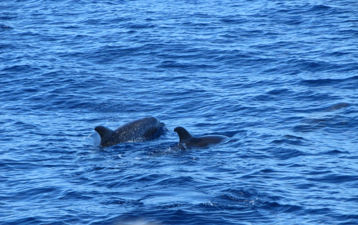 and bottled-nose dolphins