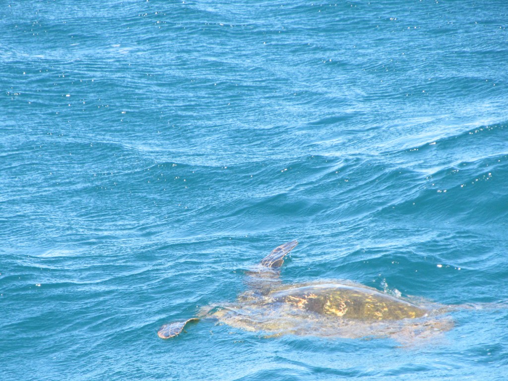 and a turtle