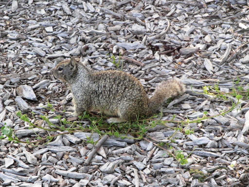 IMG_0042