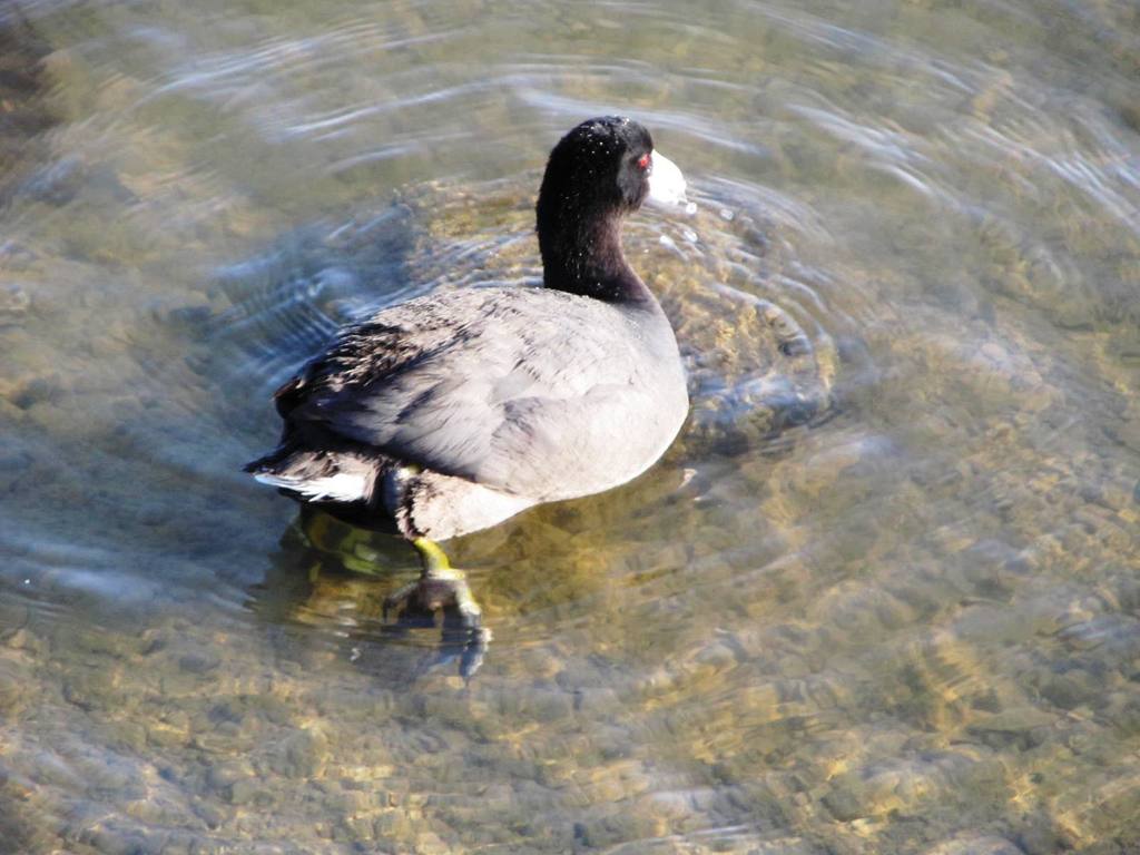 Birds_oystercatcher