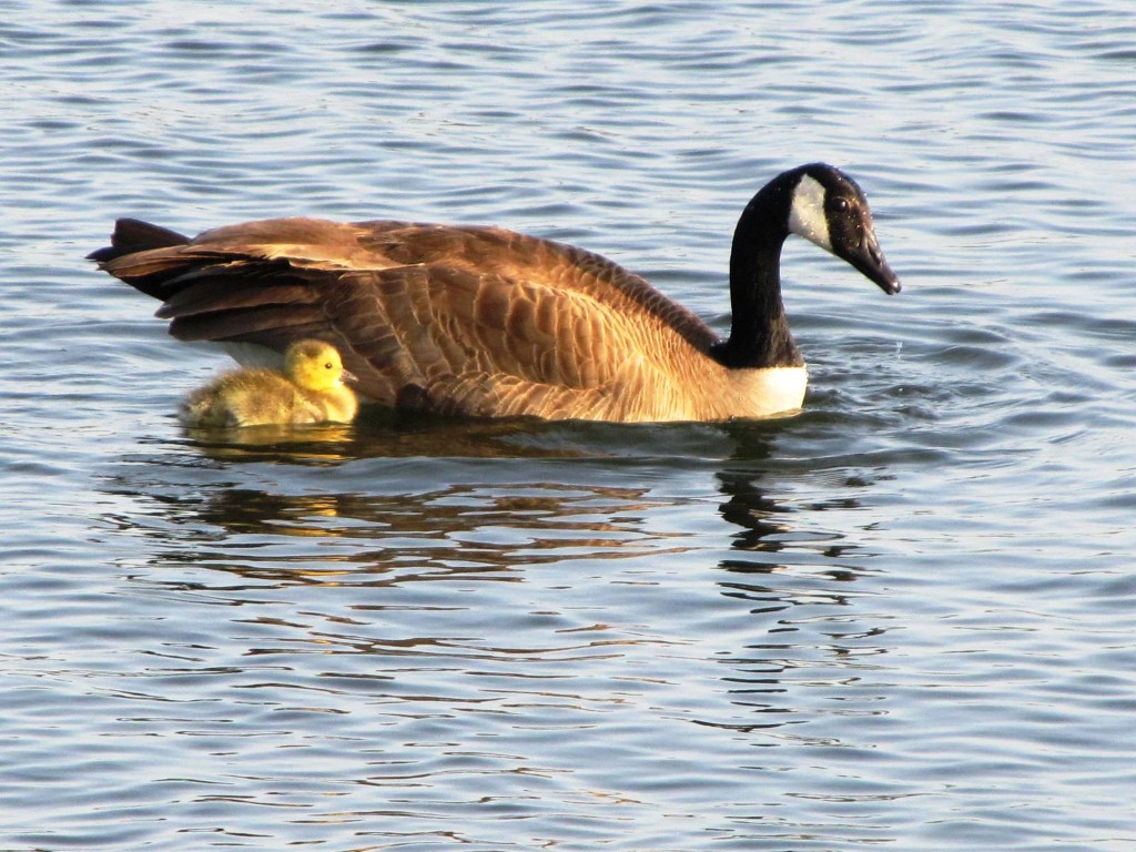 canadian geese-1