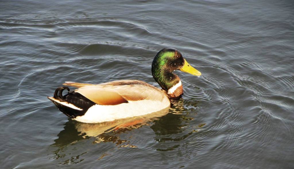 Waterfowl-1