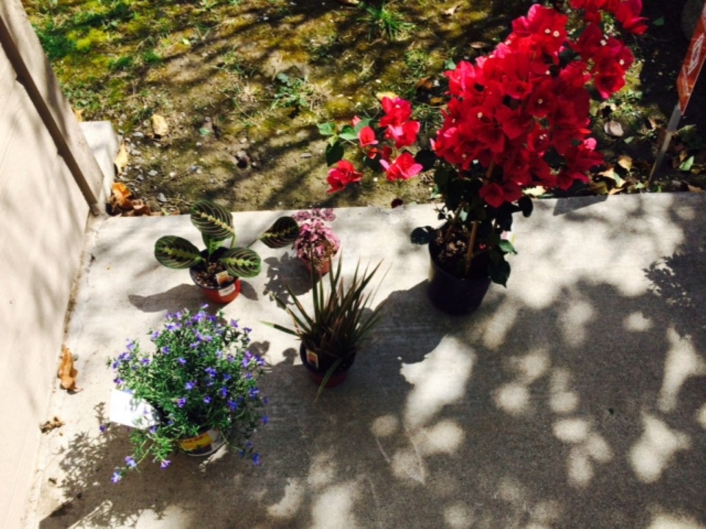 Houseplants and bougainvillea