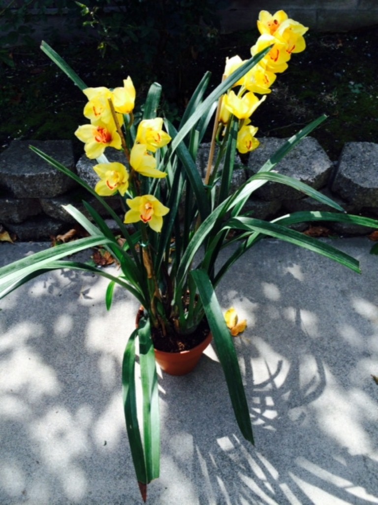 I got these beautiful orchids as a gift and I have planted it in a container