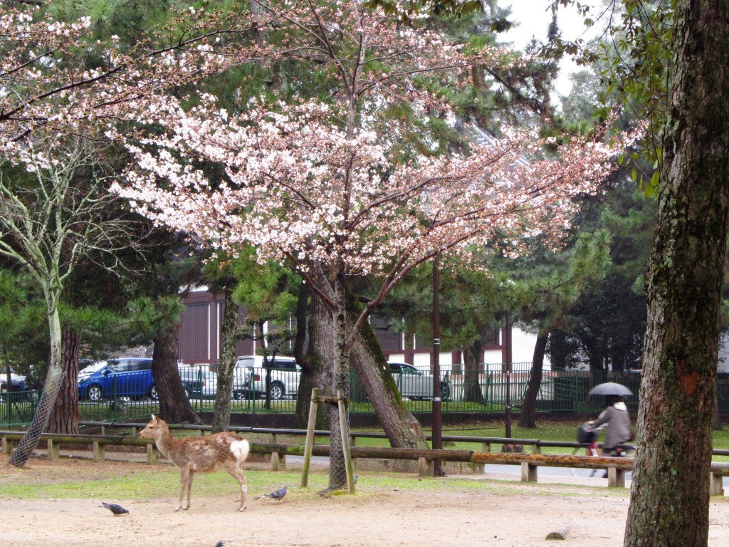 Deer enjoying cherry blossoms!