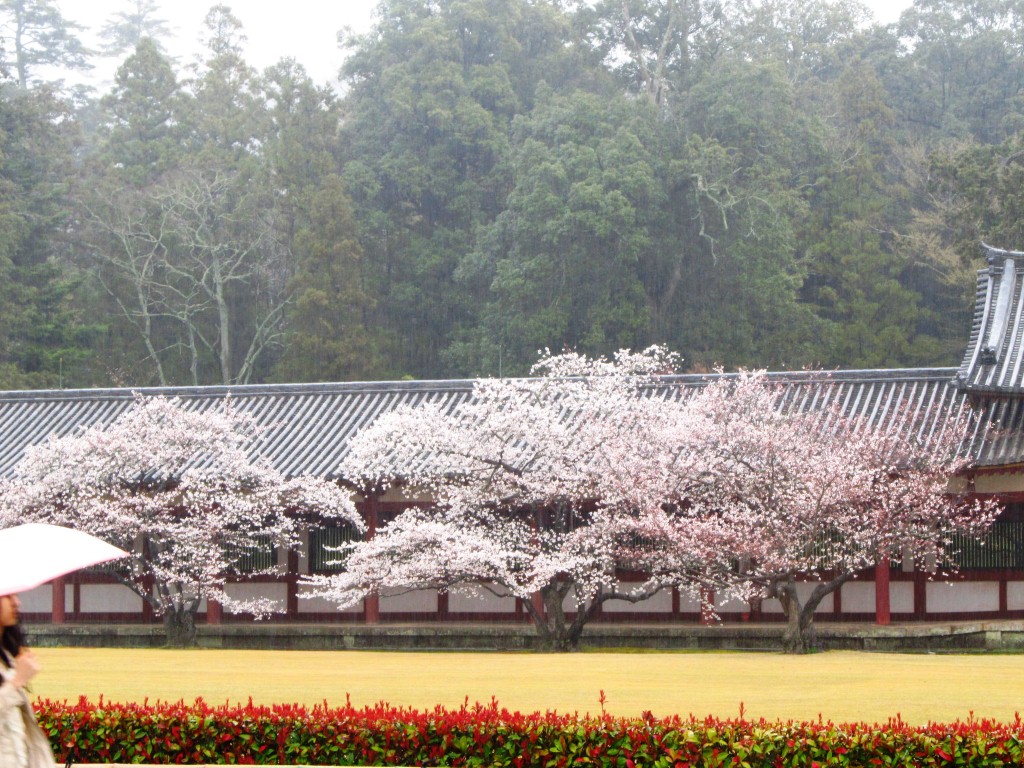 Cherry blossoms around the temple