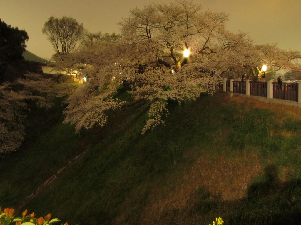 Imperial Palace hiding behind the gorgeous trees!