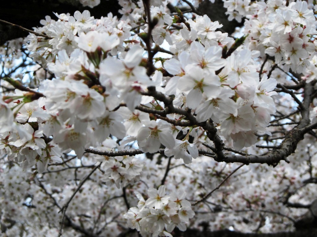 Japanese cherry blossoms!